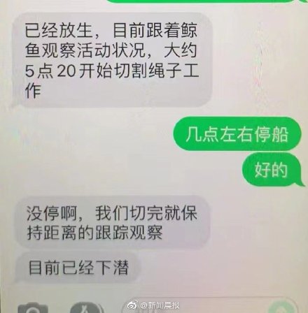 好消息！搁浅的抹香鲸成功放归深海