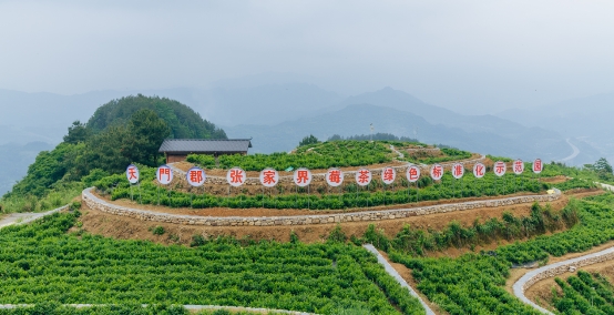 张家界莓茶—天门郡万吨莓茶自动化生产线投产